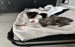 Italian Greyhound dogs for sale: Beautiful Italian greyhound puppies  - Image 20