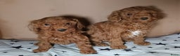 Miniature Poodle dogs for sale: Adorable Ruby Red & white female miniature poodles - Advert 2