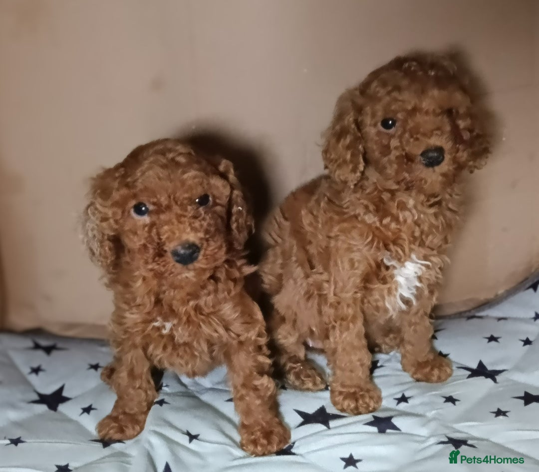 Miniature Poodle dogs for sale: Adorable Ruby Red & white female miniature poodles - Advert 2