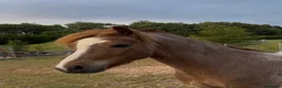 Welsh Section A horses for sale: For sale section A gelding  - Advert 2
