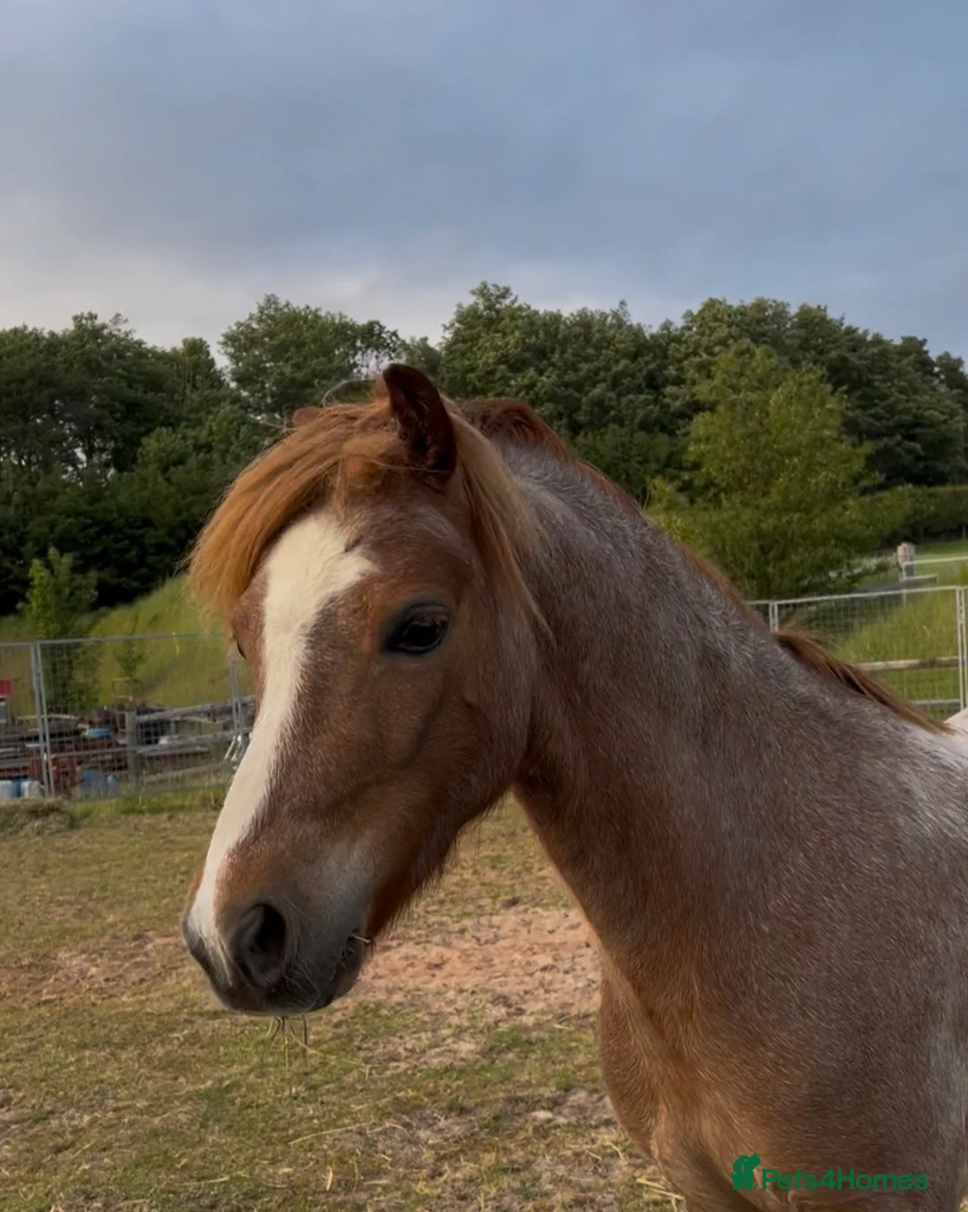 Welsh Section A horses for sale: For sale section A gelding  - Advert 2