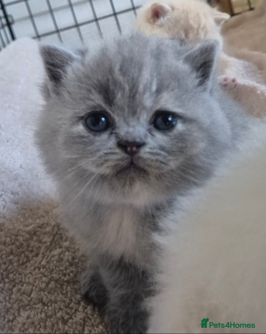 Mixed Breed cats for sale: Persian x british short hair - Advert 11