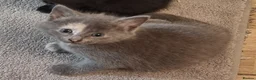 Persian cats for sale: Persian kittens for sale  - Advert 2