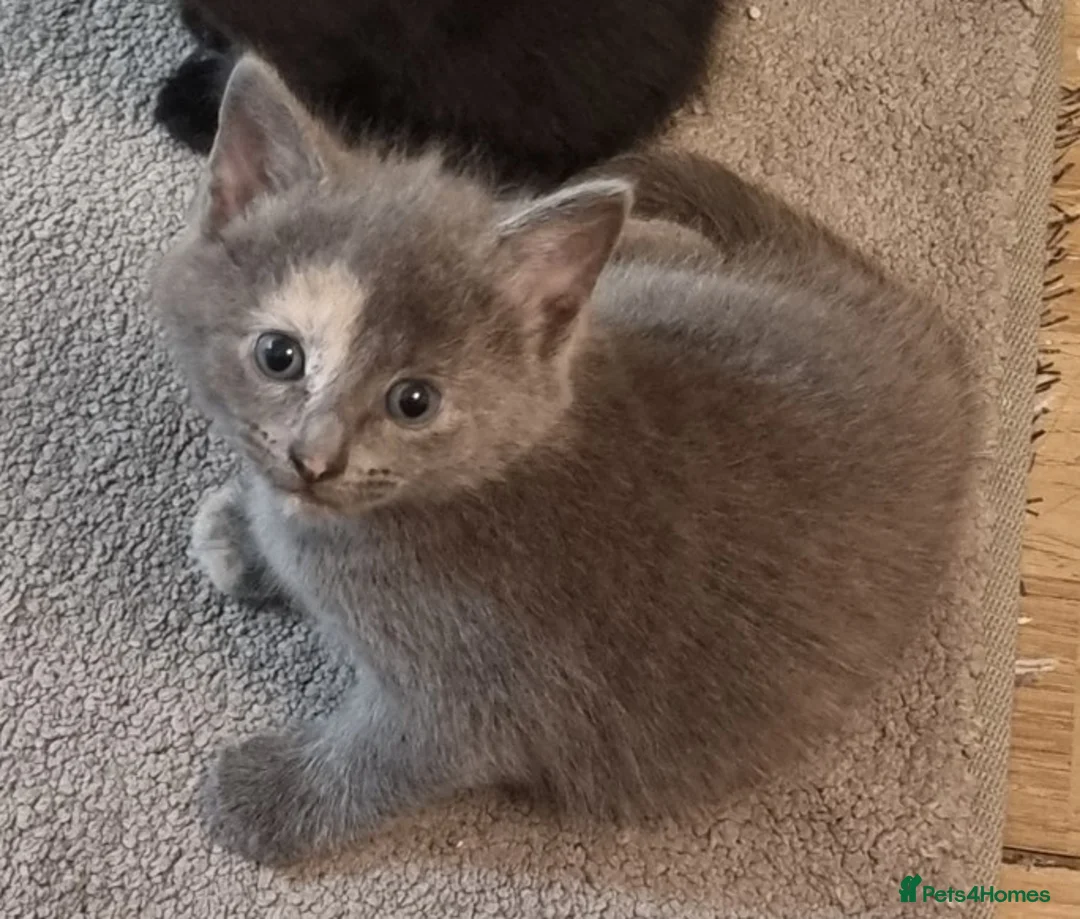 Persian cats for sale: Persian kittens for sale  - Advert 2