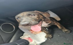 Mixed Breed dogs for sale: Hunt away/Presa Canario - Image 12