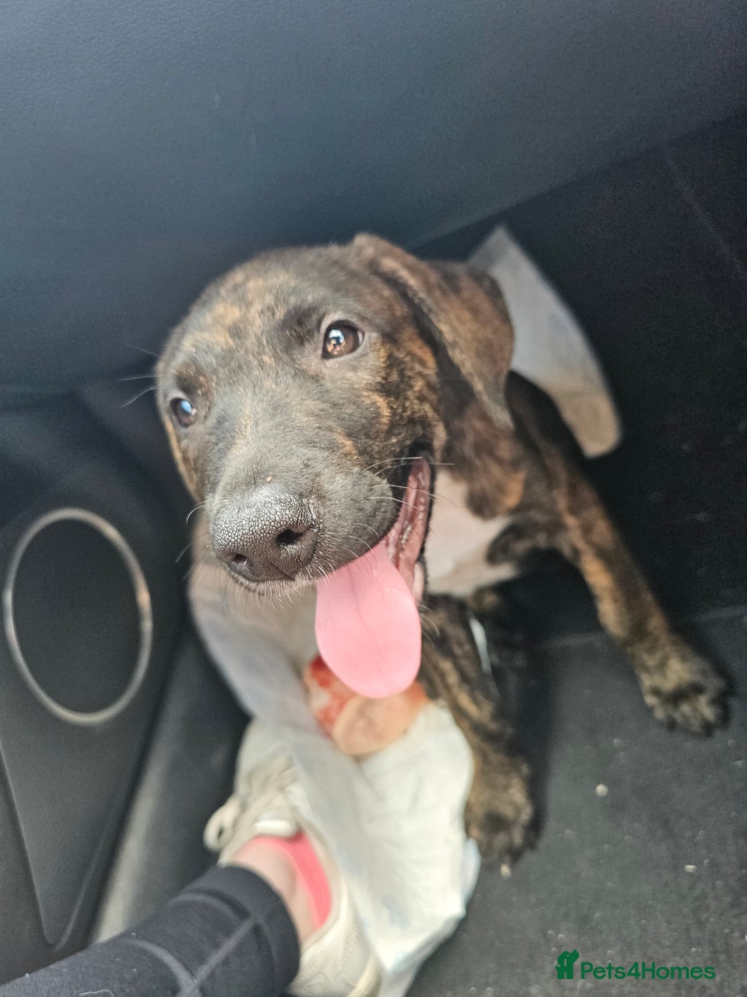 Mixed Breed dogs for sale: Hunt away/Presa Canario - Image 12