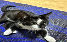 Mixed Breed cats for sale: Beautiful Kittens for sale - Image 2