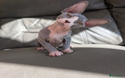 Sphynx cats for sale: Last sphynx kitten! - Image 1