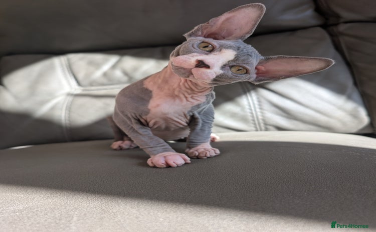 Sphynx cats - Advert 2