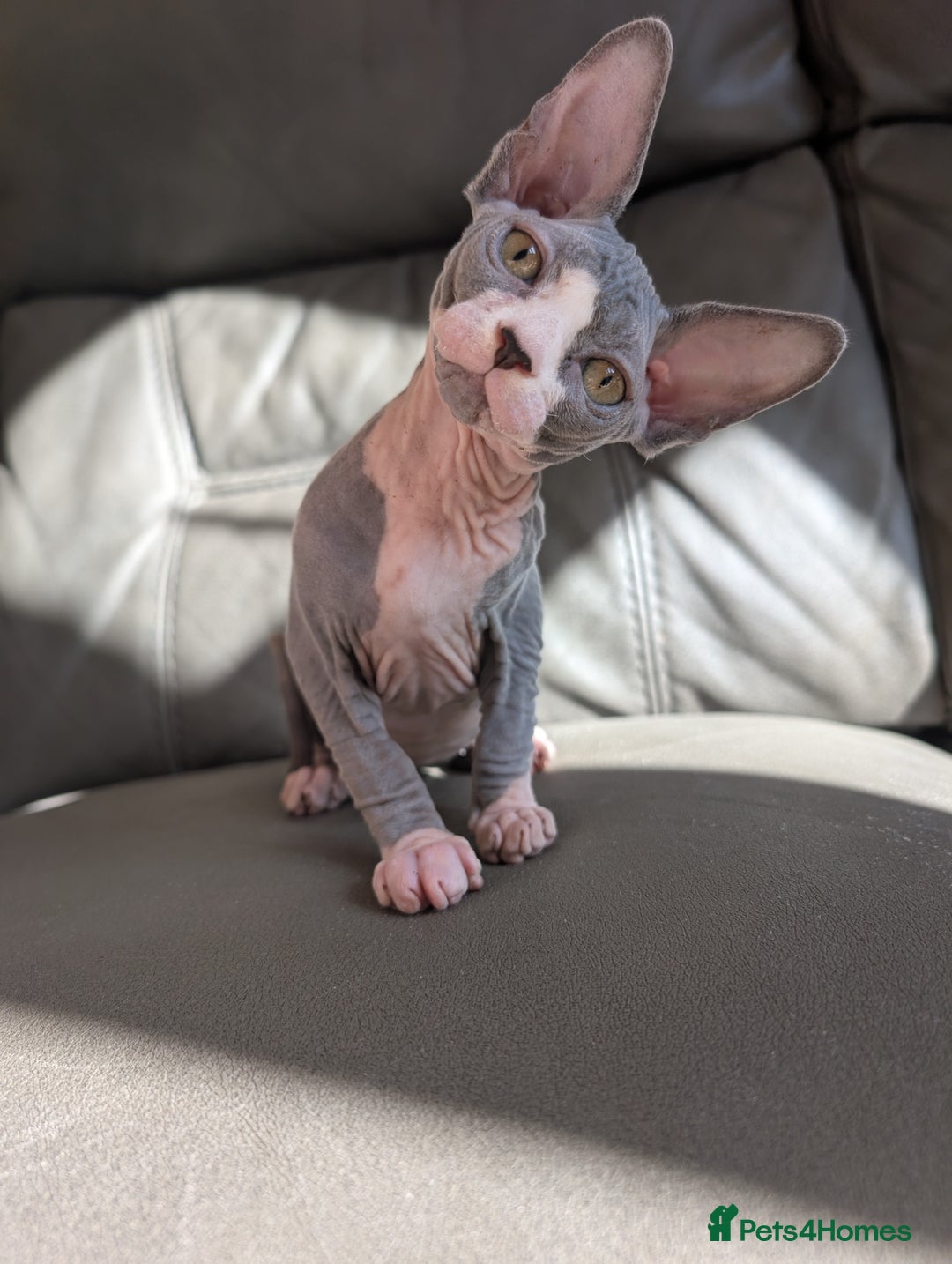 Sphynx cats for sale: Last sphynx kitten! - Image 1