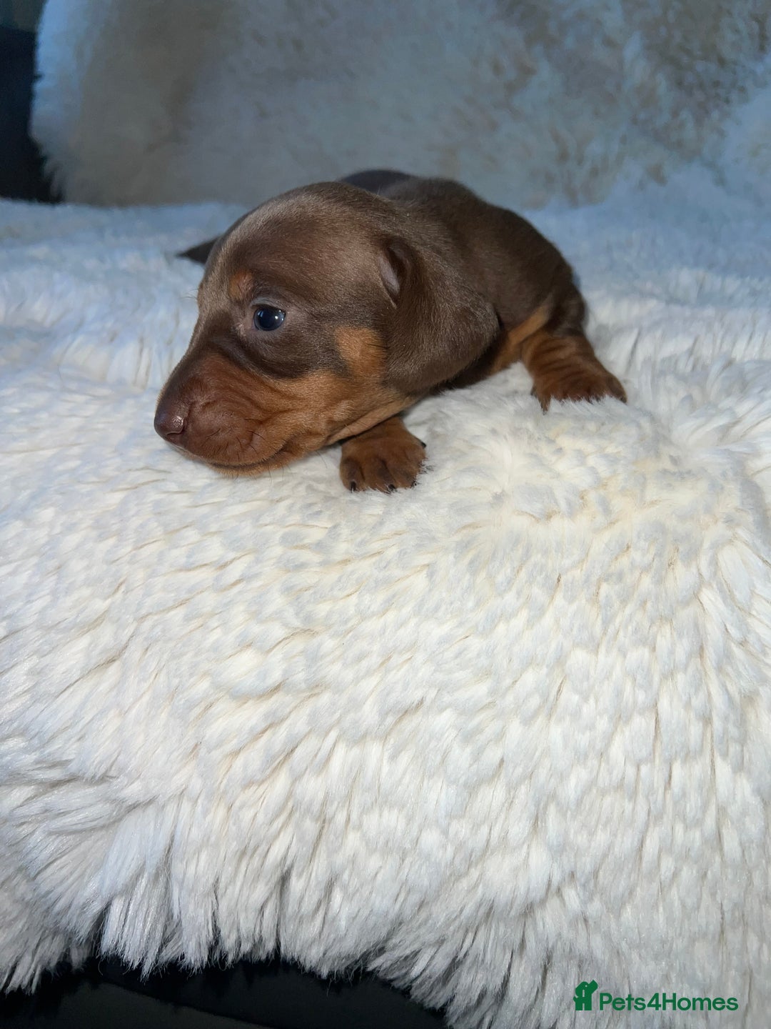 Miniature Dachshund dogs for sale: Blue eyed miniature dachshund puppies - Image 5