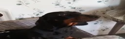 Miniature Dachshund dogs for sale: Miniature Dachshund puppies  in Trimdon Station - Advert 1