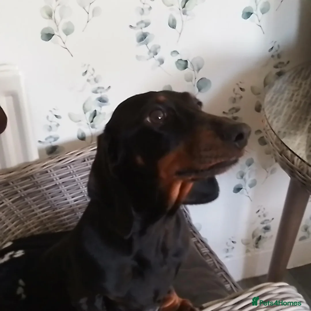 Miniature Dachshund dogs for sale: Miniature Dachshund puppies  in Trimdon Station - Advert 1