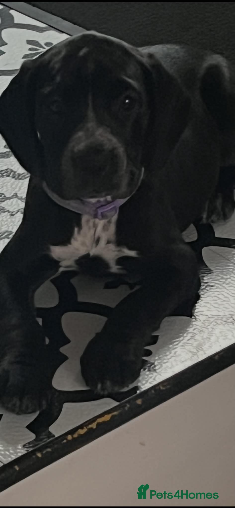 Mixed Breed dogs READY NOW   🐾❤️ Stunning Staffy x Cocker  - Advert 1