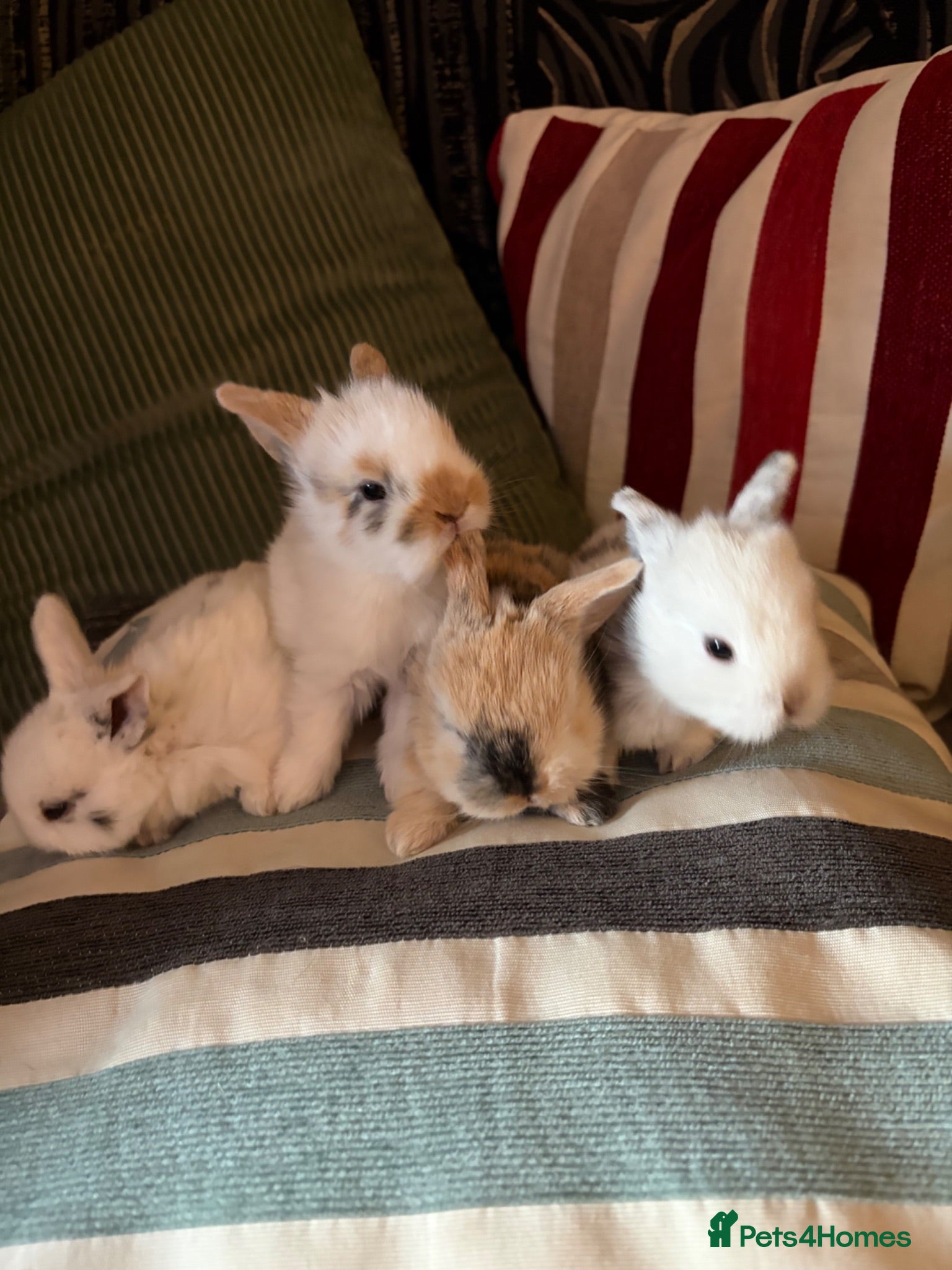 Mixed Breed rabbits 7x Mini lion lop bunnies left - Advert 14