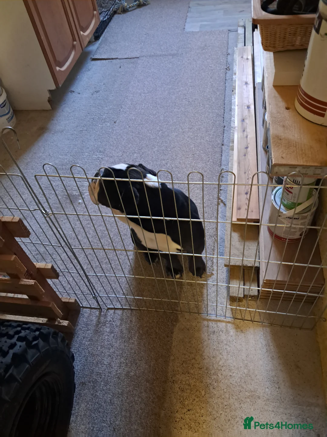 Olde English Bulldogge dogs for sale: Lily- Olde English Bulldogge  - Advert 7