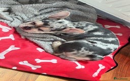 French Bulldog dogs for sale: Hugo French bull dog  - Image 8