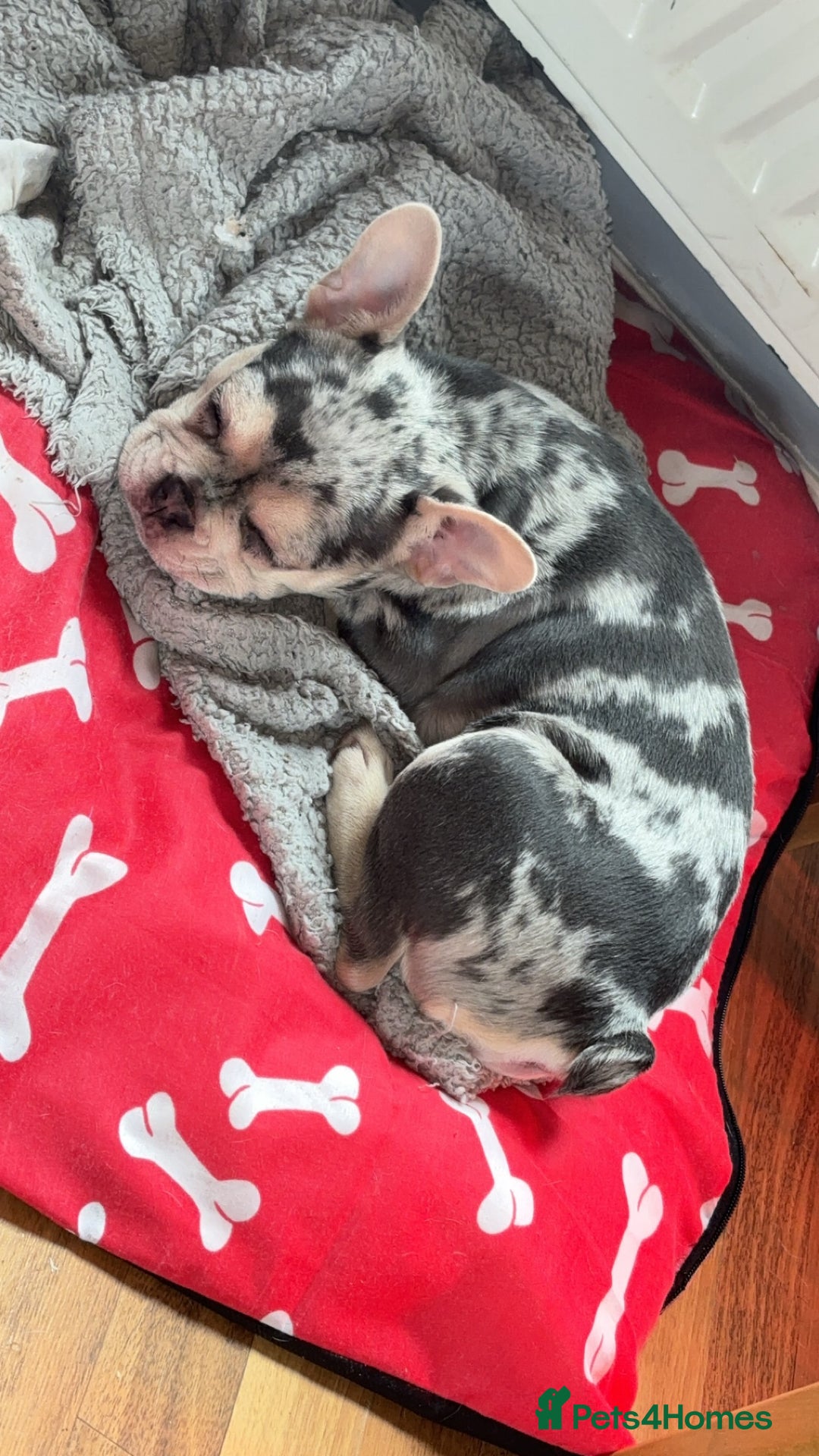 French Bulldog dogs for sale: Hugo French bull dog  - Image 8