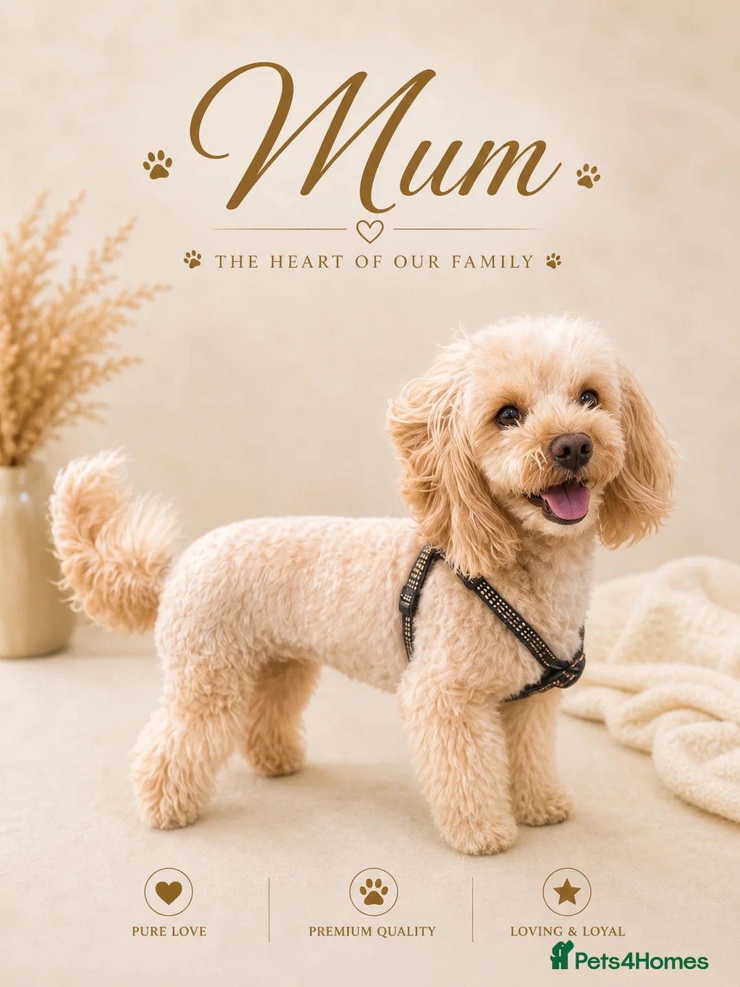 Maltipoo dogs for sale: Maltipoo Twin Boys Louis & Vuitton.White & Apricot - Advert 2