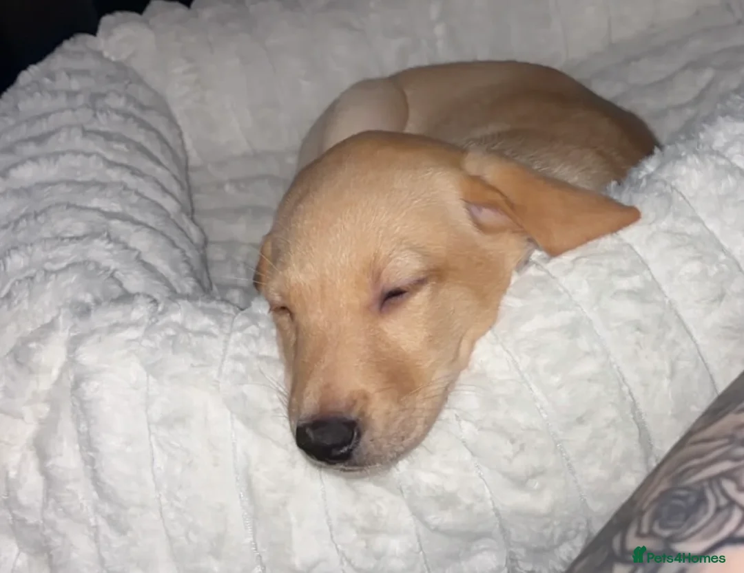 Labrador Retriever dogs for sale: Labrador Retriever Puppy  - Advert 6