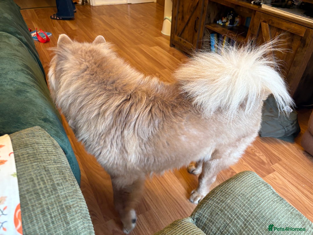 Chow Chow dogs for sale: Last gorgeous chow of the litter - Image 4