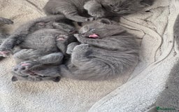 British Shorthair cats for sale: Chunky BSH kittens - Image 9