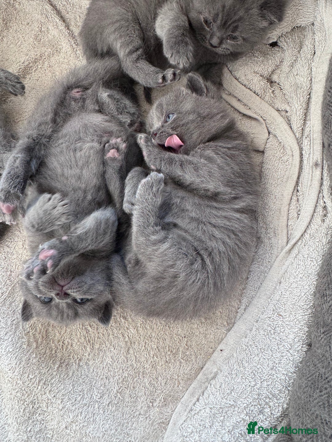 British Shorthair cats for sale: Chunky BSH kittens - Image 9