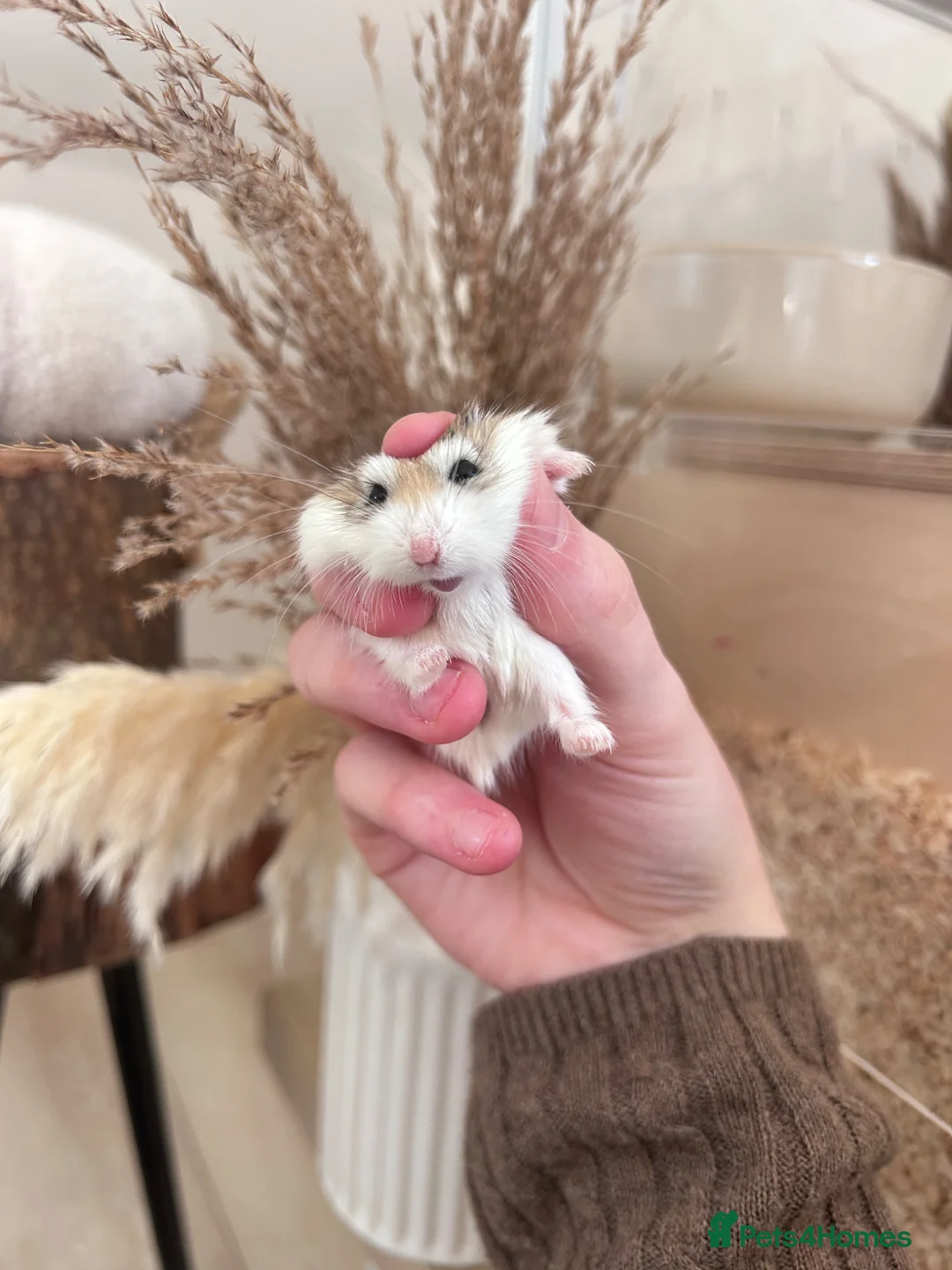 Hamster rodents for sale: Female roborovski hamster - Advert 2