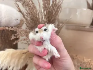 Hamster rodents Female roborovski hamster - Advert 10