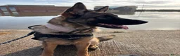 Belgian Shepherd Dog dogs for sale: Belgian Malinois for rehoming - Advert 4