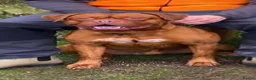 Dogue De Bordeaux dogs for stud: Dogue de Bordeaux for stud - Advert 3