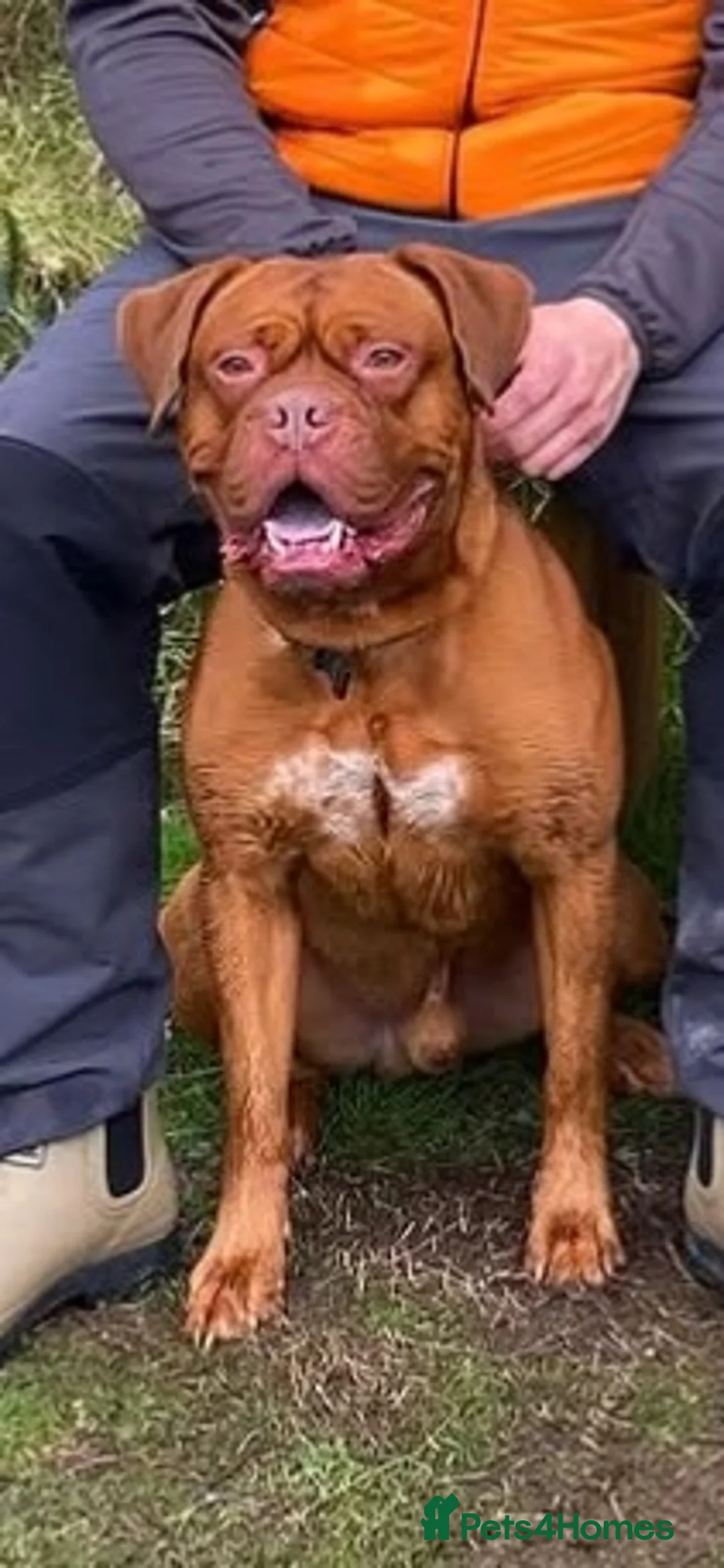 Dogue De Bordeaux dogs for stud: Dogue de Bordeaux for stud - Advert 3