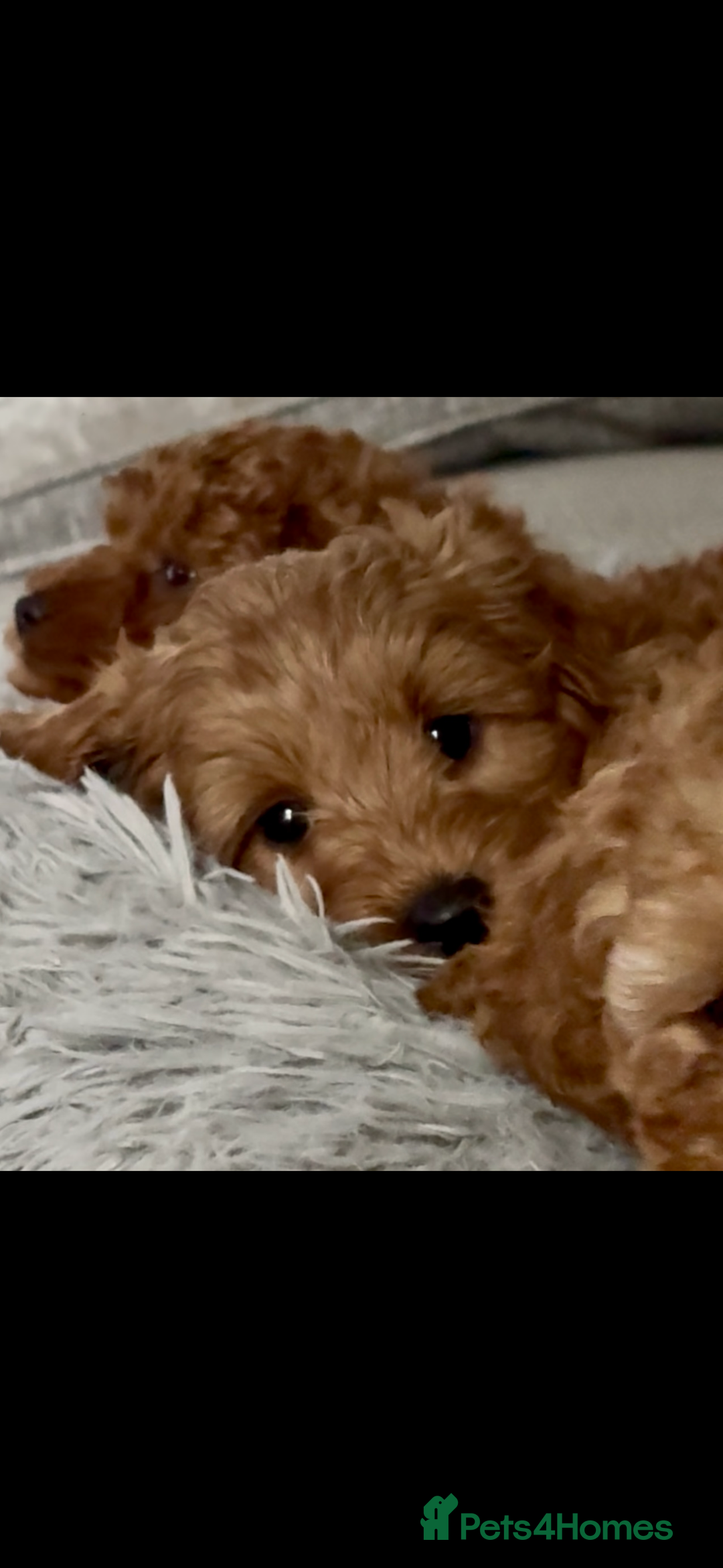 Cockapoo dogs for sale: Cockapoo F1b Male - Advert 18