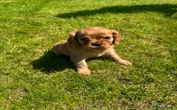 Cavalier King Charles Spaniel dogs for sale: Stunning cavalier King Charles spaniel puppies. - Image 20
