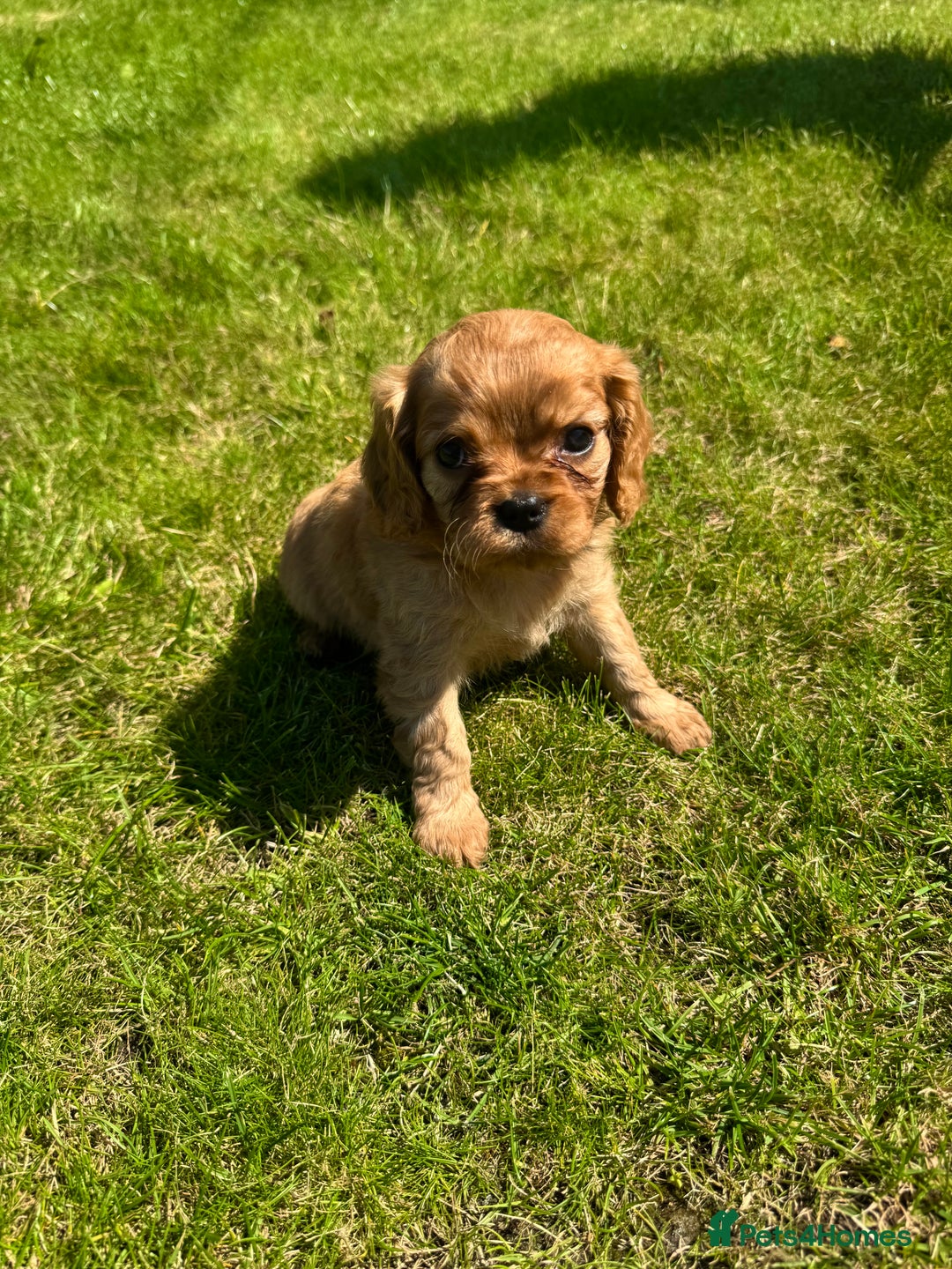 Cavalier King Charles Spaniel dogs for sale: Stunning cavalier King Charles spaniel puppies. - Image 20