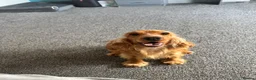Cocker Spaniel dogs for sale: Stunning 2 year old gold female show spaniel  - Advert 6