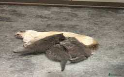 Ragdoll cats for sale: Ragdoll cross kittens  - Image 2