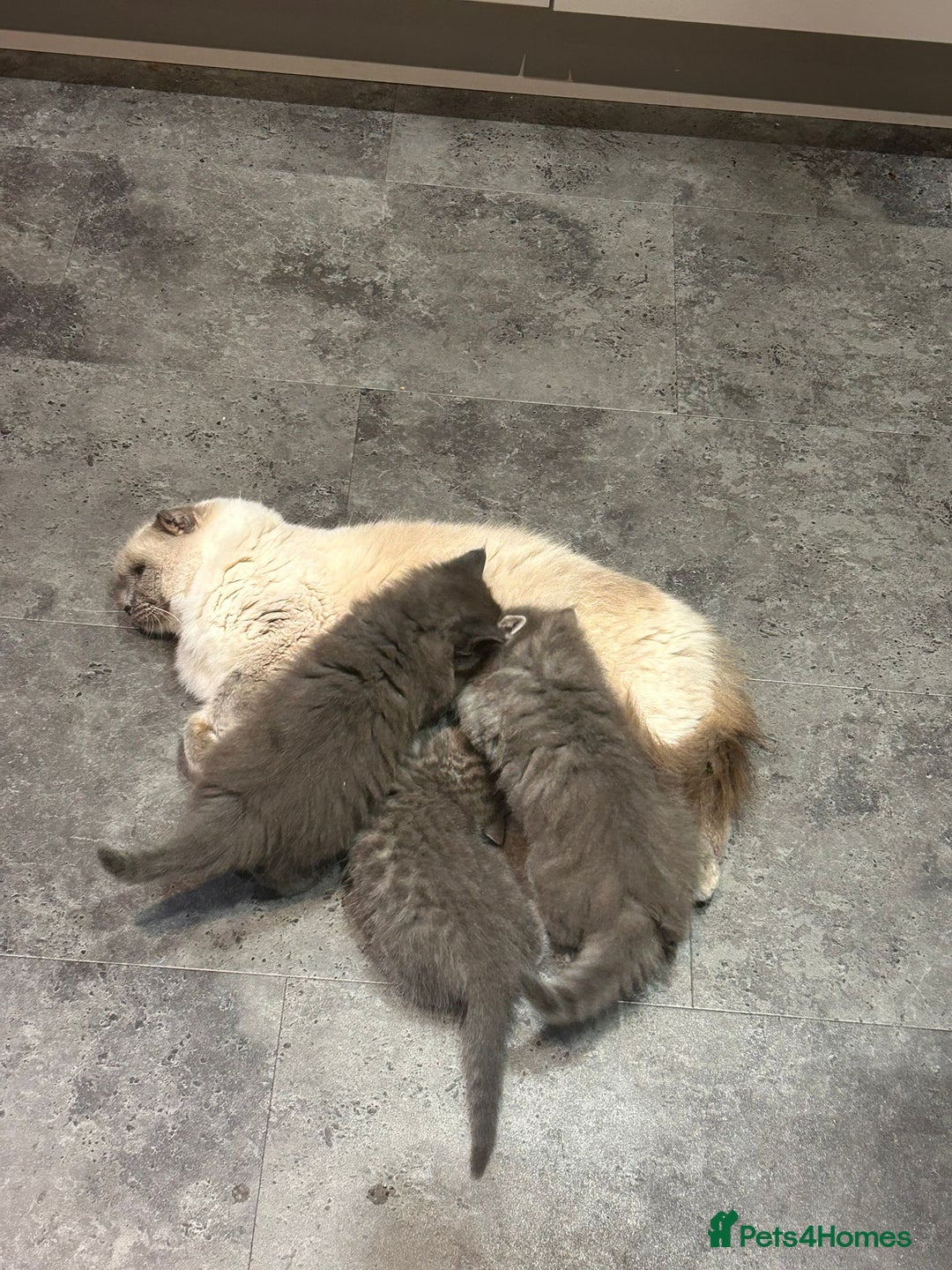 Ragdoll cats for sale: Ragdoll cross kittens  - Image 2