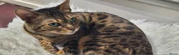 Bengal cats for sale: TICA,pedigree,  bengal girl - Advert 2