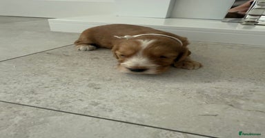 Cockapoo dogs - Advert 7