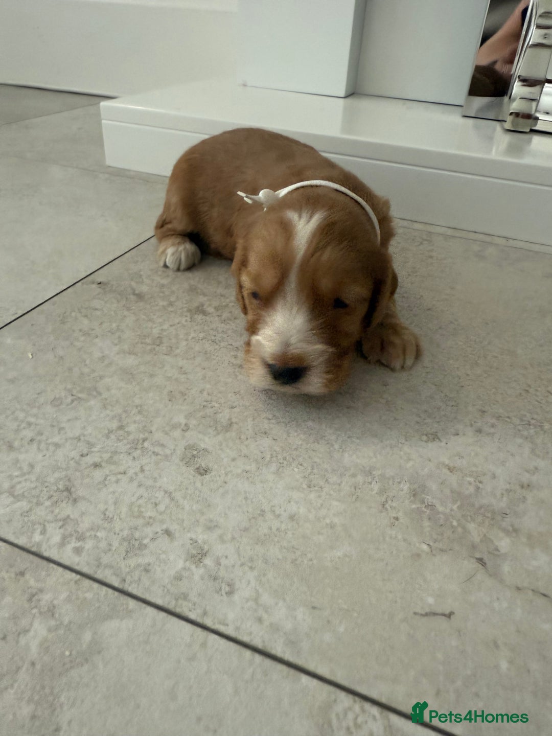 Cockapoo dogs for sale: 8 beautiful F1 cockapoo puppies - Image 11