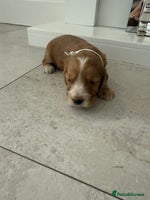 Cockapoo dogs - Advert 7