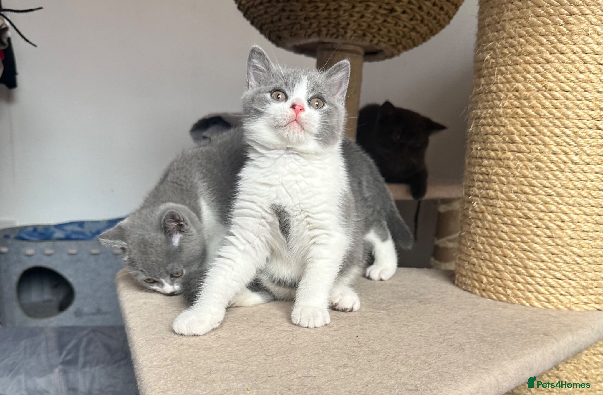 British Shorthair cats 💙Blue and White British Shorthair  - Advert 2