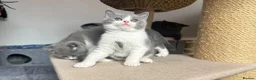 British Shorthair cats for sale: 🐾Blue and White British Shorthair Boys  - Advert 7