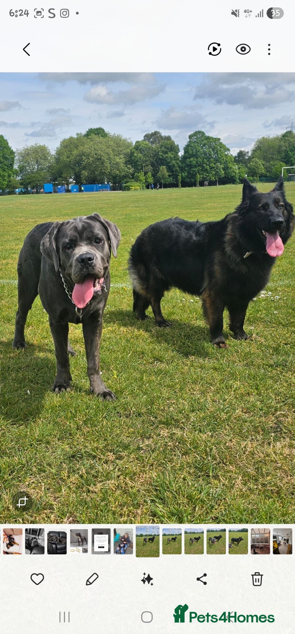 Cane Corso dogs Cane Corso 9 months old  - Advert 4