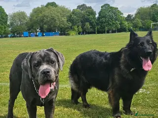 Cane Corso dogs Cane Corso 9 months old - Advert 8