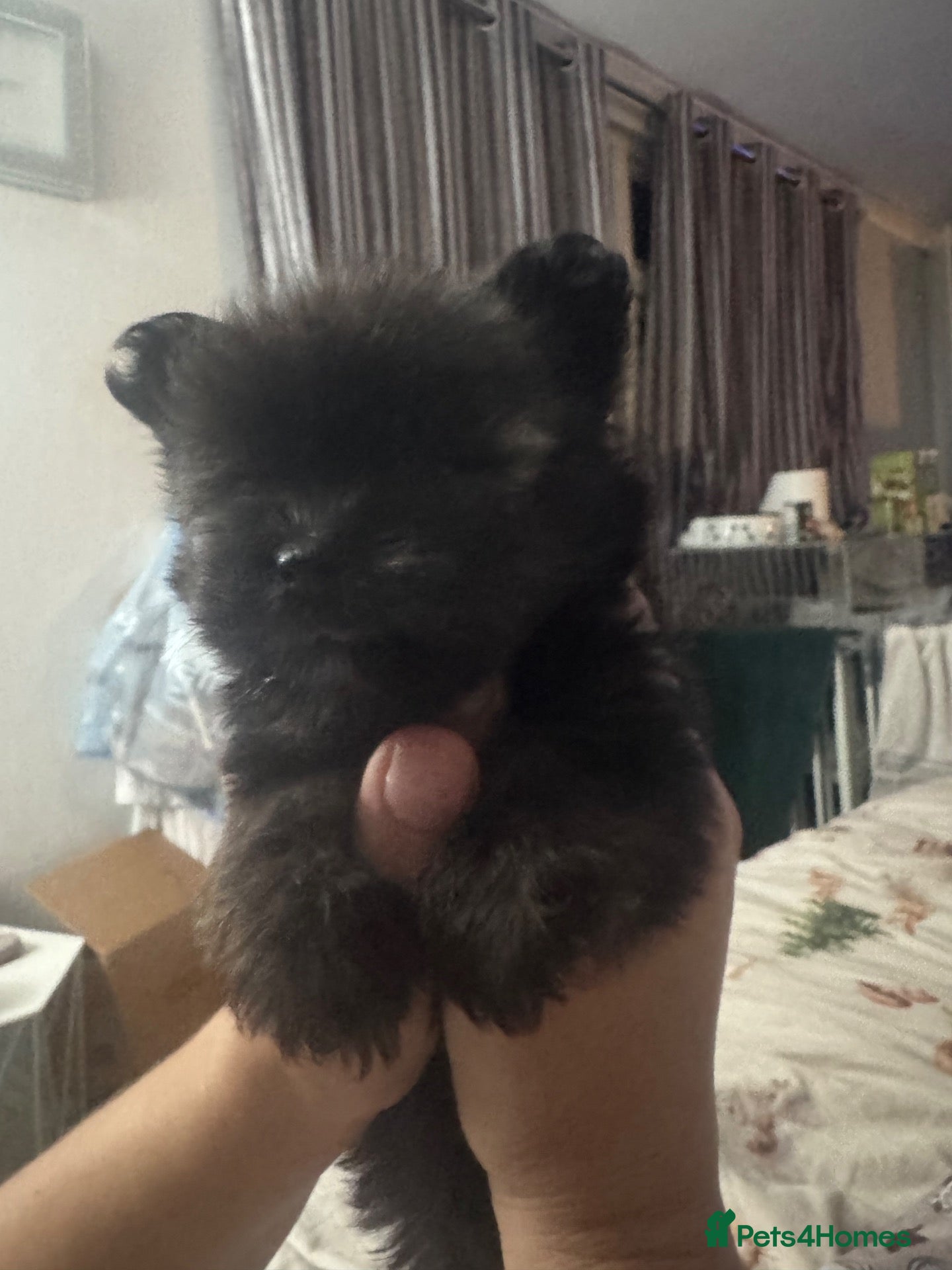 Mixed Breed dogs westie pom puppies  - Advert 2