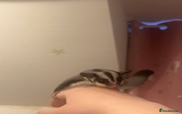 Sugar Glider rodents for sale: Joey sugar glider female.OOP- 16/09/2025 - Advert 1