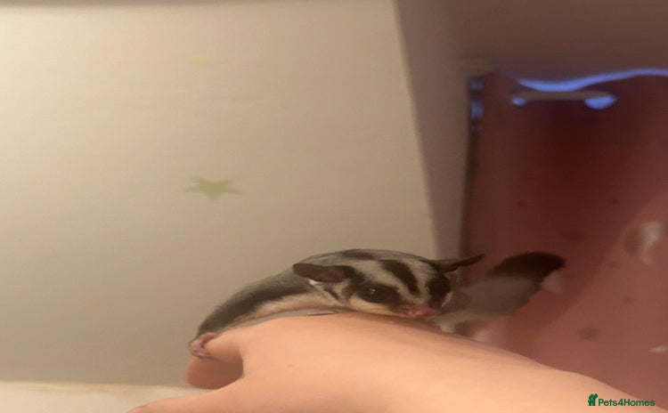 Sugar Glider rodents Joey sugar glider female.OOP- 16/09/2025 - Advert 4