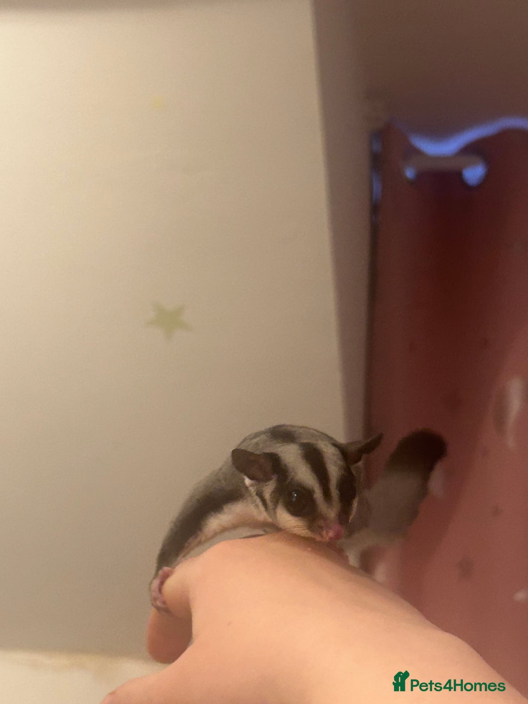 Sugar Glider rodents for sale: Joey sugar glider female.OOP- 16/09/2025 - Advert 1